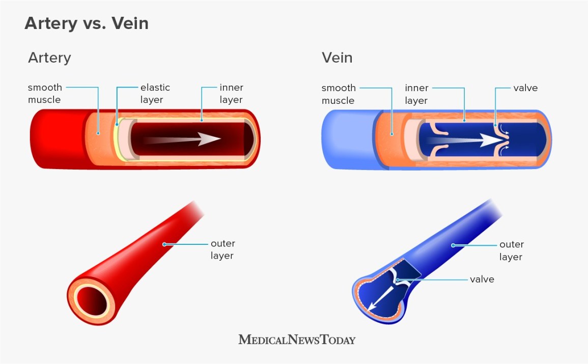 pembuluh darah arteri dan vena